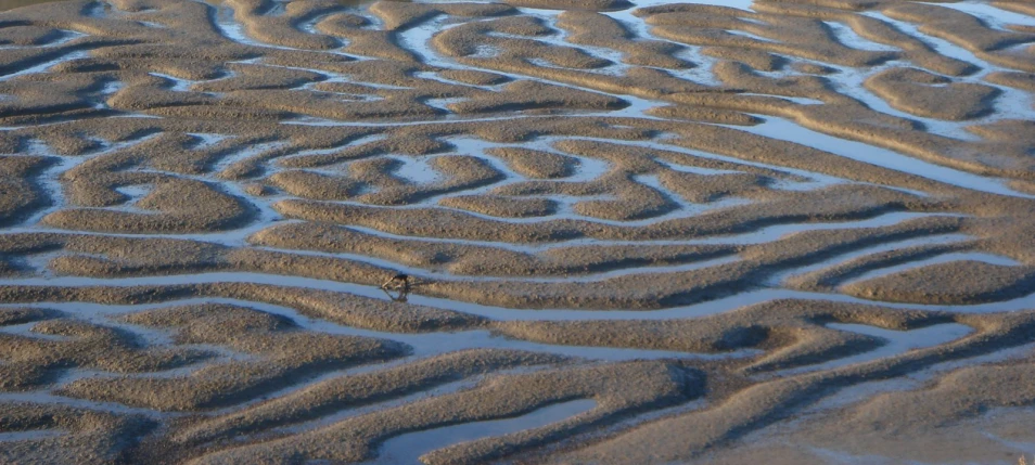 the sand patterns and birds feet at low tide