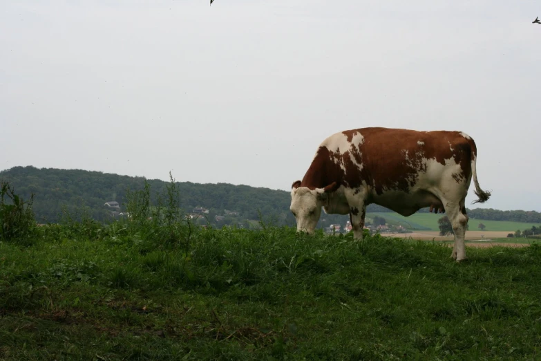 a brown and white cow standing in a grassy field