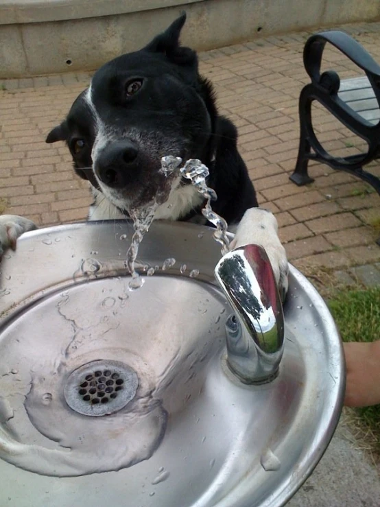 a dog drinking water out of a metal sink