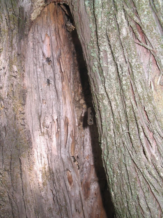 a squirrel is sticking its head out of the hollow in a tree