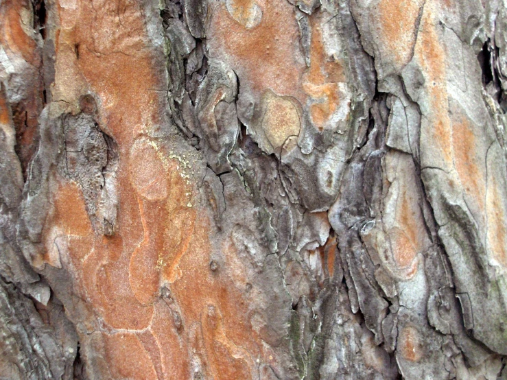 this is an image of close up of a tree