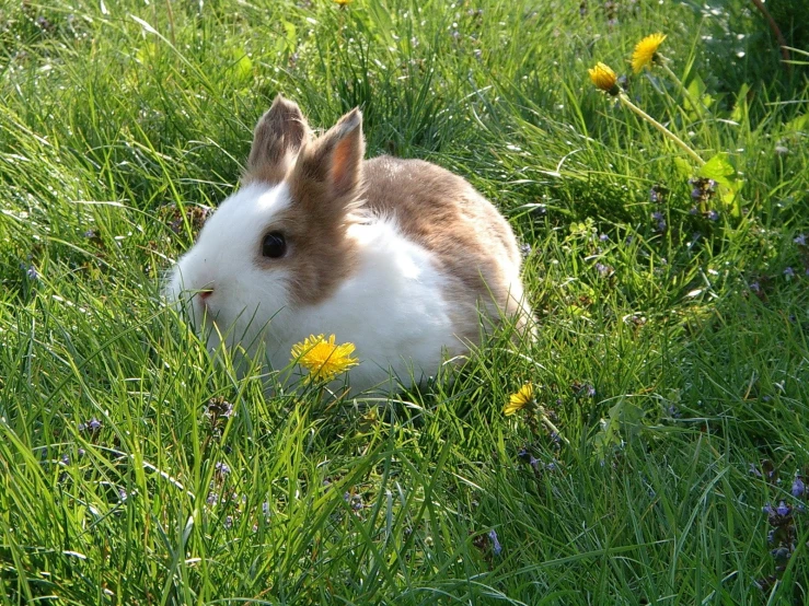 a bunny sitting on the green grass in a meadow