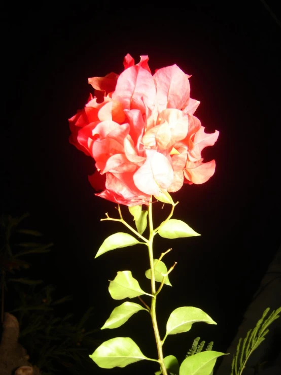 a large pink flower that is in the dark