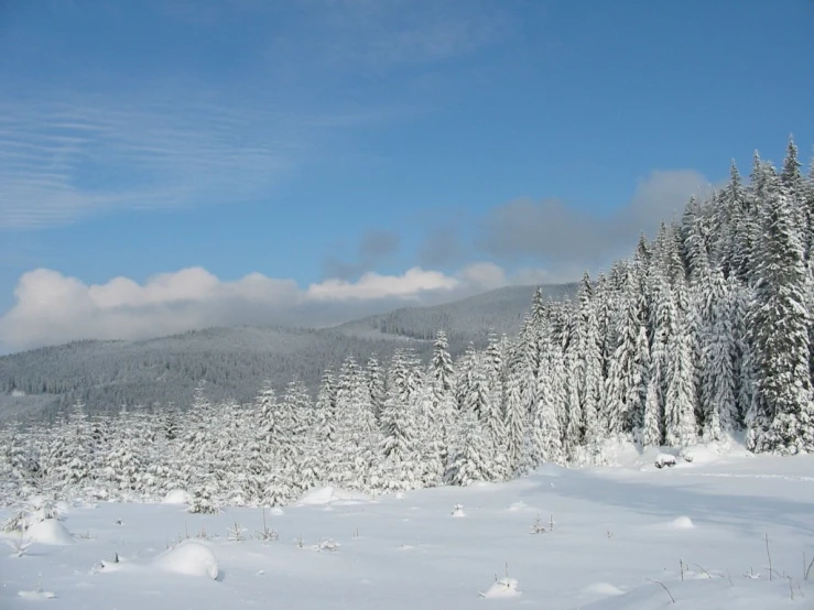 the snow is on the ground in front of the trees