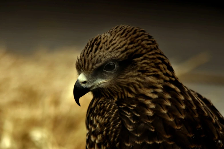 a big bird with brown feathers on the other side