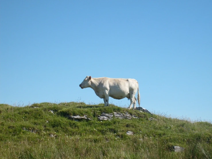 a lone cow in a green pasture with a blue sky background
