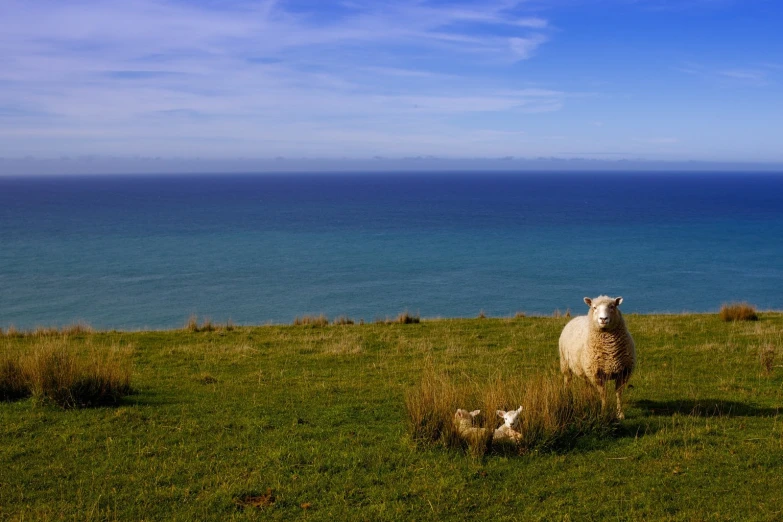 sheep standing and lying down on a hill in front of the ocean