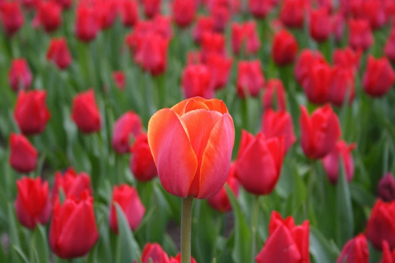 a close up s of the petals of the red tulips