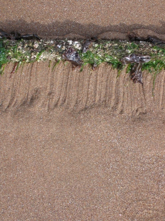 an aerial view of grass growing in the sand