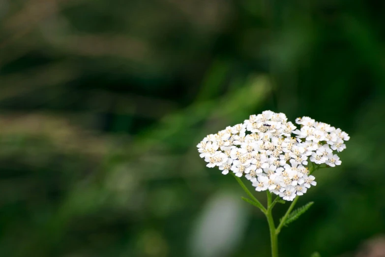 some pretty white flowers on the side of a road