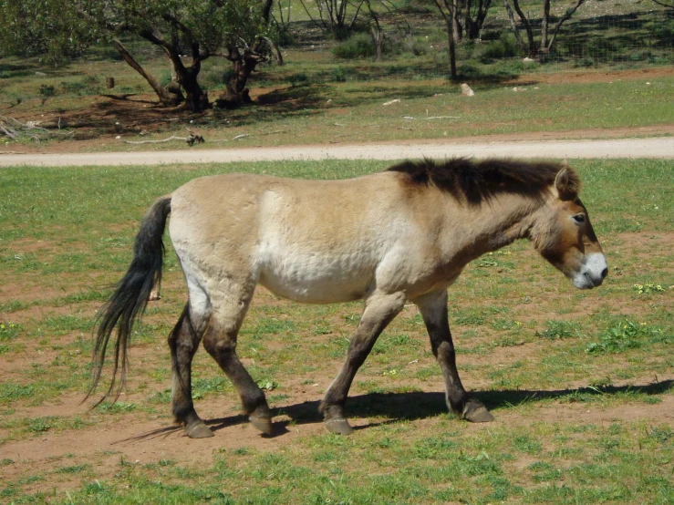 a horse is walking along in the grass