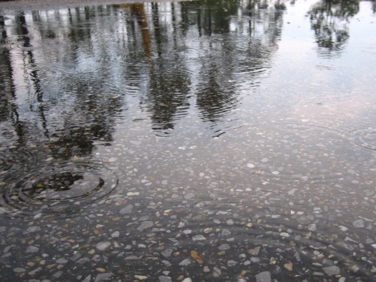 water with gravel on the ground and trees in the distance