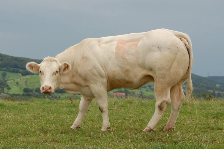 a white cow standing in a pasture with hills and buildings behind it