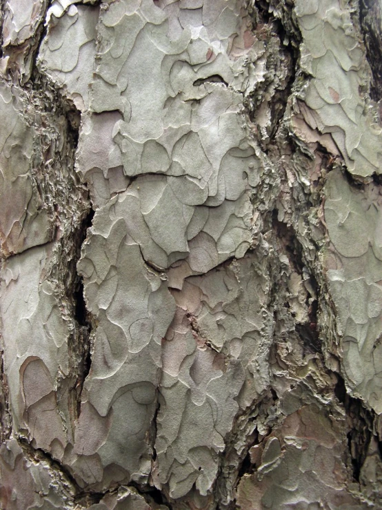 the texture of an old tree with peeling paint