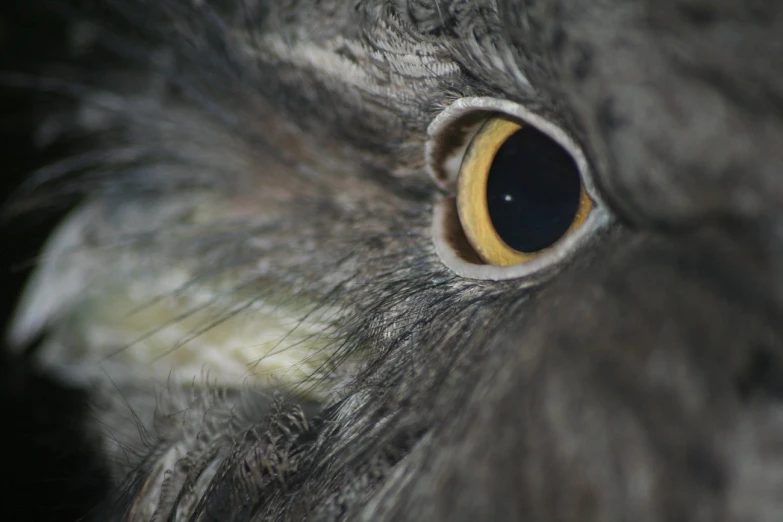 the eye of an oriental gray parrot