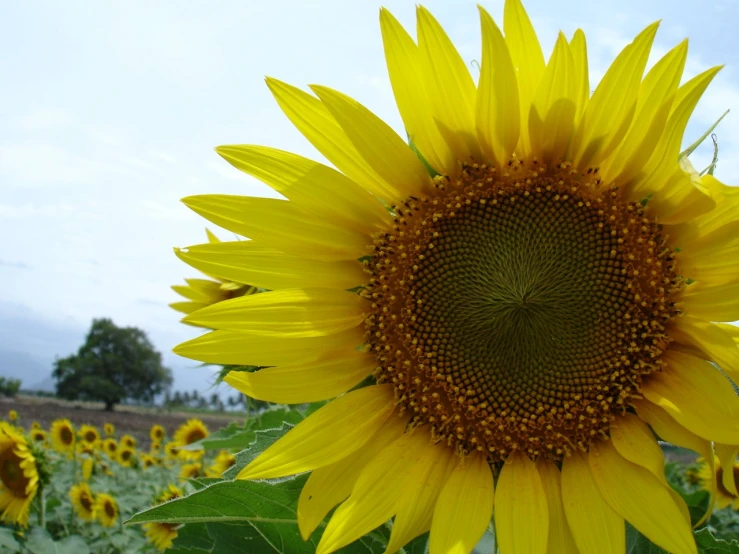 the sunflower is blooming in the field