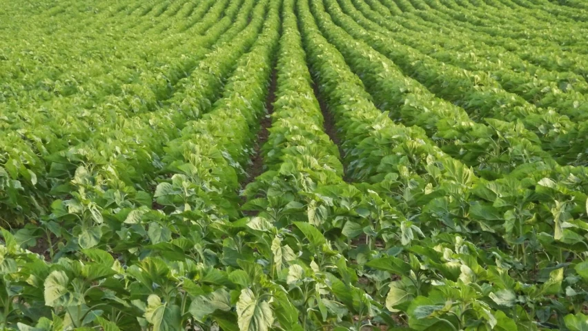 large, green crops of potato plants are ready to be harvested in an agricultural field