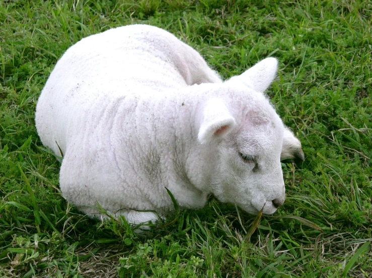 the sheep is laying down and eating grass