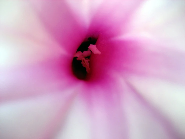 a close up s of a pink flower