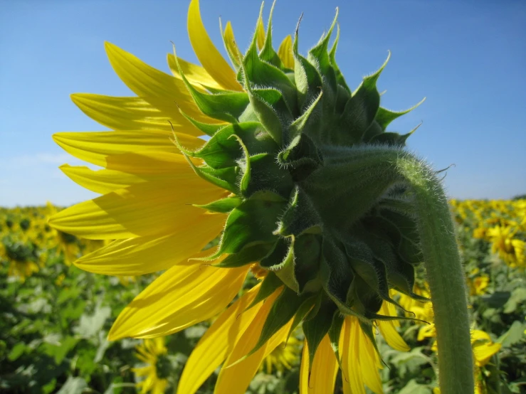 a yellow sunflower that is blooming in the day