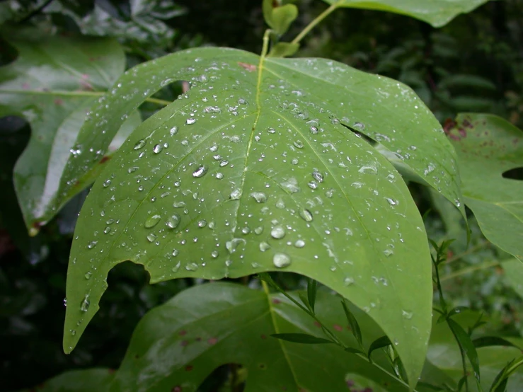 the leaf with dew on it is sitting in a tree