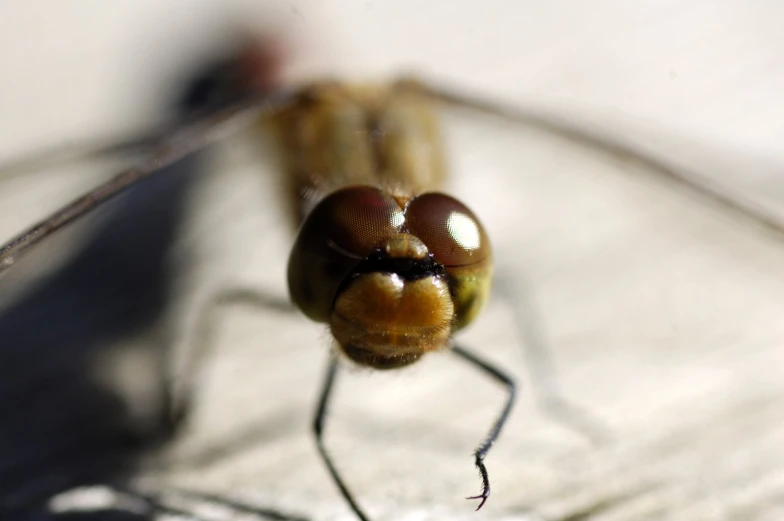 a insect sits on the edge of a glass plate