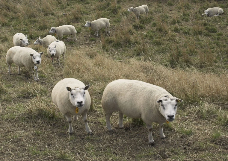 a group of white sheep walking on top of a grass covered hillside