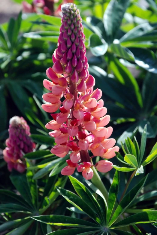 an odd colored plant with leaves around it