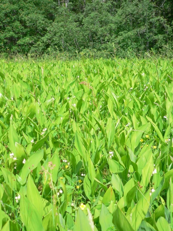 there is a large field of tall green plants