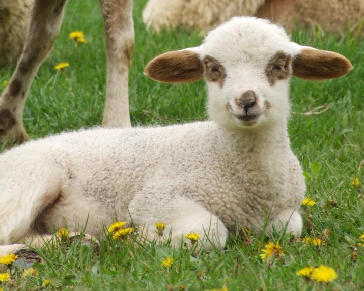 a lamb is lying in the grass, and some other animals