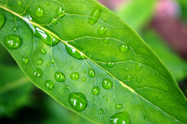 green leaves with drops of water covering the leafs