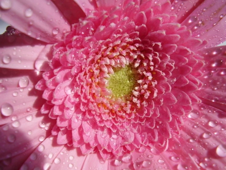 the bottom of a large pink flower in the rain