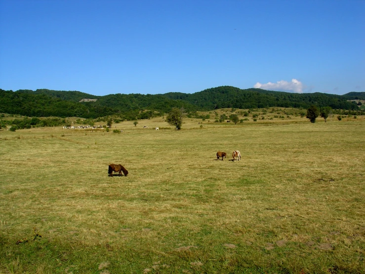 some brown horses in a grass field on a sunny day