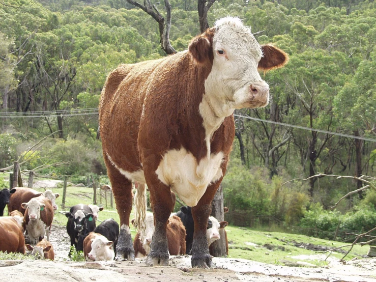 a large cow standing behind several smaller cows in an enclosure