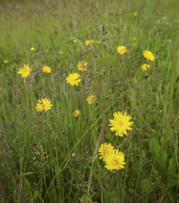 a large field filled with lots of yellow flowers