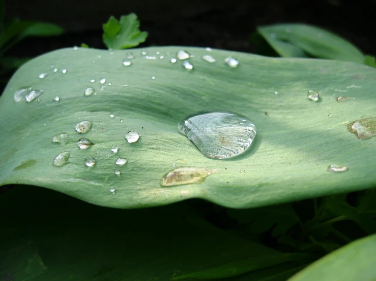 several droplets of water on leaves with green leaves