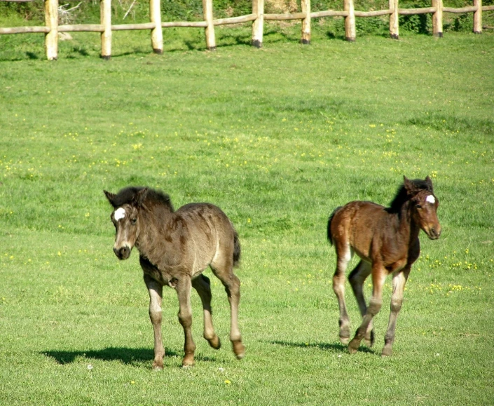two horses walking through a grass field