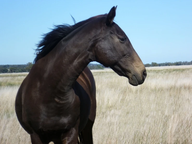 a large horse standing in a tall grass field