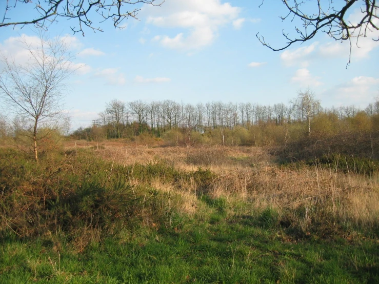 a field full of green grass and trees