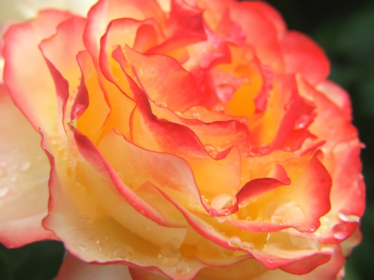 a yellow and red flower with drops of water