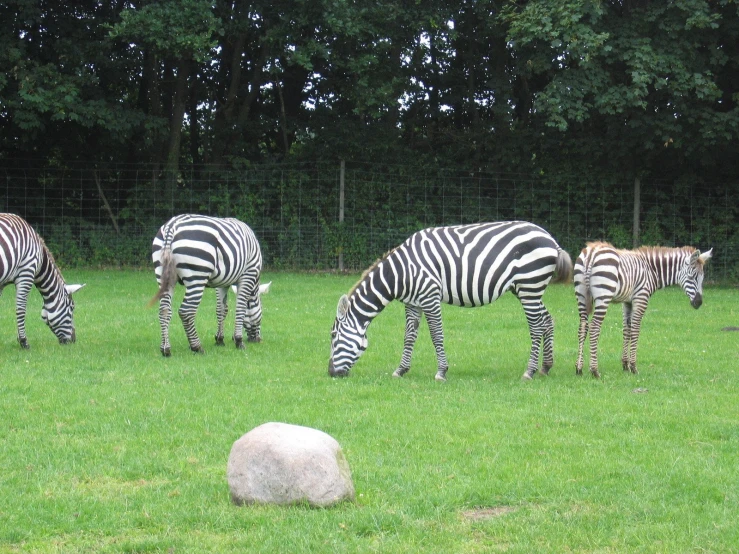 several zes graze on green grass in an enclosure
