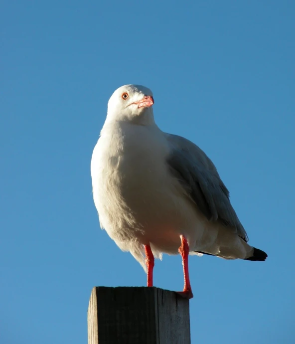 a seagull is perched on a pole against the blue sky