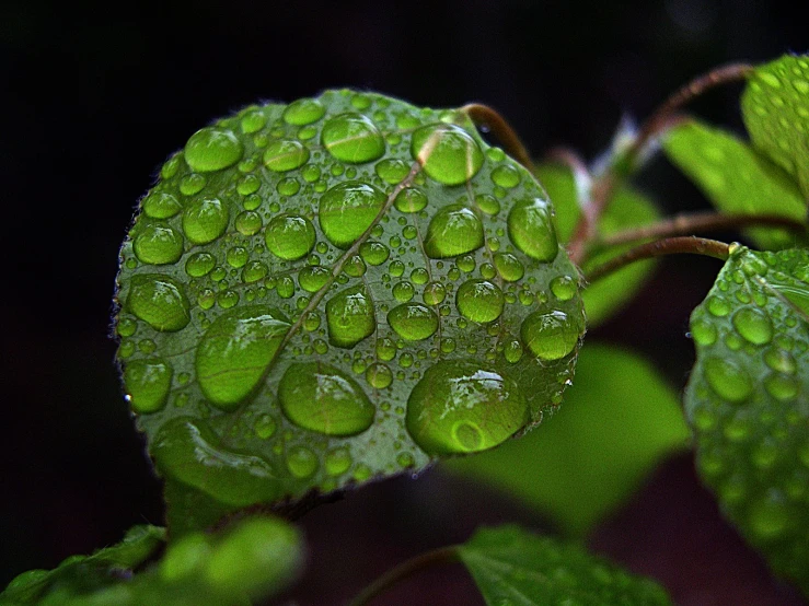 a close up view of water droplets on a green leaf