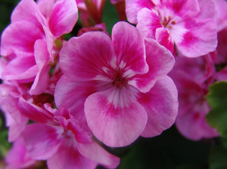 the pink flowers have green leaves on them