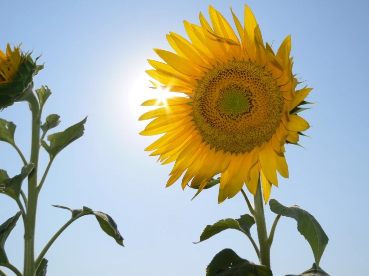 yellow sunflowers stand out against a clear blue sky