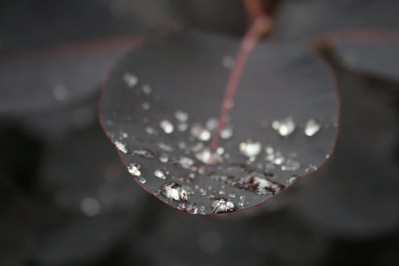 a water droplet on the edge of a leaf