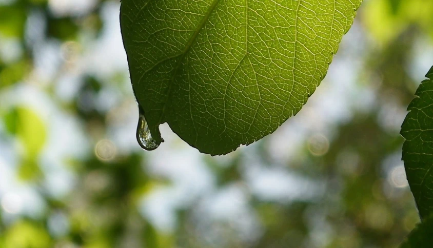 a leaf that has a drop of water hanging from it