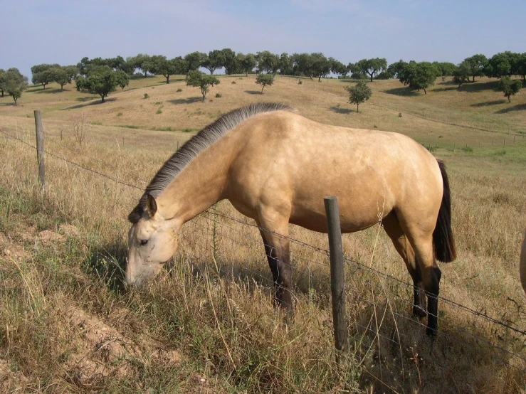 a horse is eating grass on a sunny day