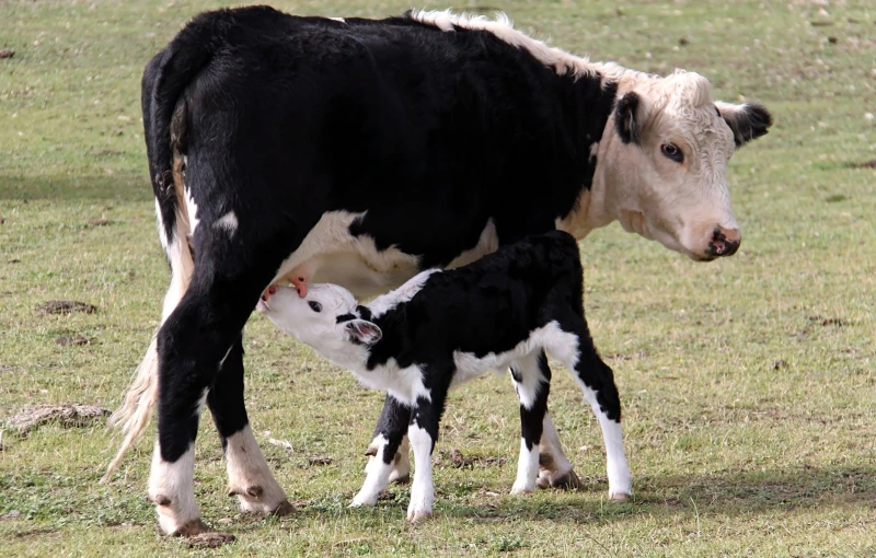 a mama cow nudges her baby in the pasture