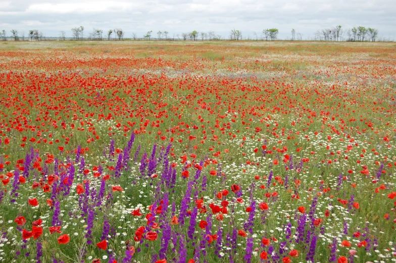 this is a colorful field full of different flowers